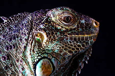 close up photo of iguana face thumbnail