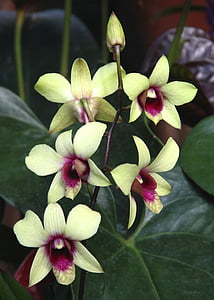 beige-and-purple orchid flowers thumbnail