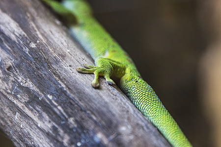 closeup photo of green lizard thumbnail