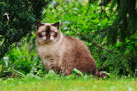 brown cat near tree branches during daytime thumbnail