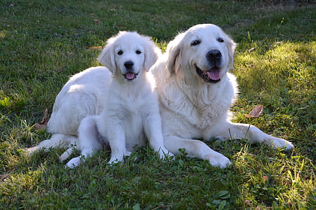 adult light golden retriever with puppy on grass field at daytime thumbnail
