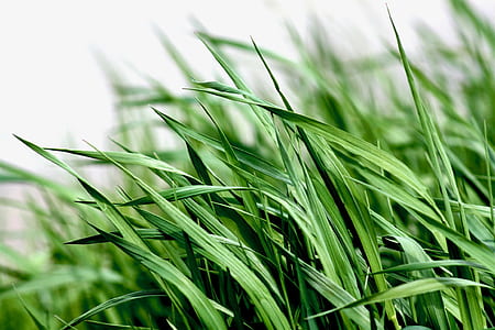 grass thumbnail