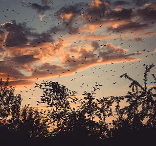 silhouette of birds and trees under gray clouds at golden hour thumbnail