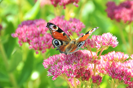 brown and black butterfly on pink flower thumbnail