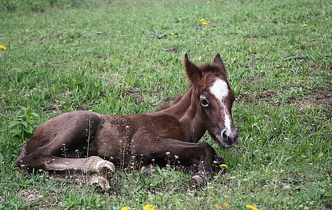 black and white horse lying on green grass thumbnail