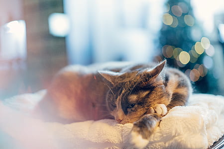 brown and beige cat lying on white textile thumbnail