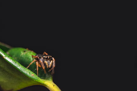 macro lens photography of leaf spider thumbnail