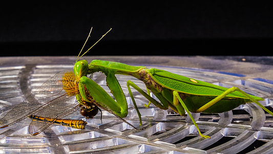 Praying Mantis, Fishing Locust thumbnail