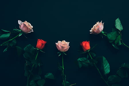 assorted-color roses thumbnail