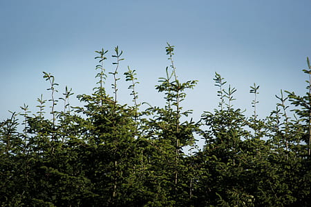 close up photo of green leafed plants thumbnail