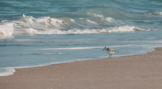 white and black bird on seashore thumbnail