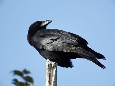 photo of crow on tree branch thumbnail
