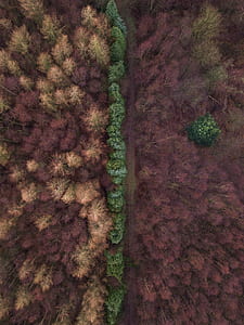 aerial view of forest with red, green, and brown trees thumbnail