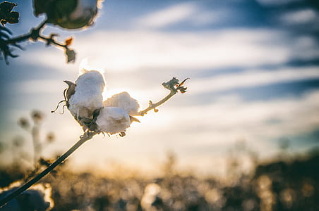 shallow focus photography of white petal flower thumbnail