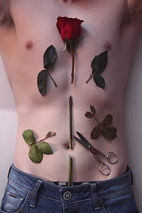 red rose and shears on human stomach and chest thumbnail