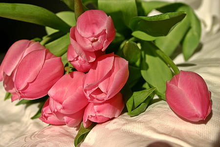pink tulips on beige garment thumbnail