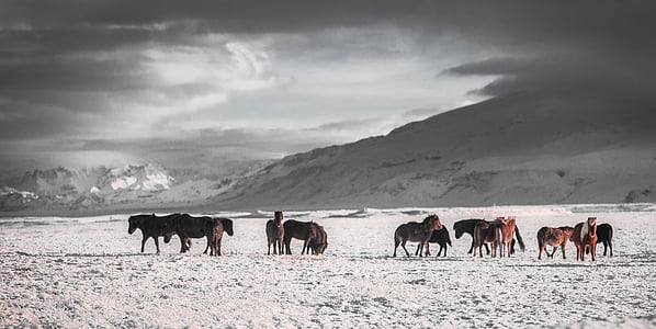brown animals on snow thumbnail