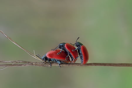 three red beetles perched on brown stem in closeup photography thumbnail