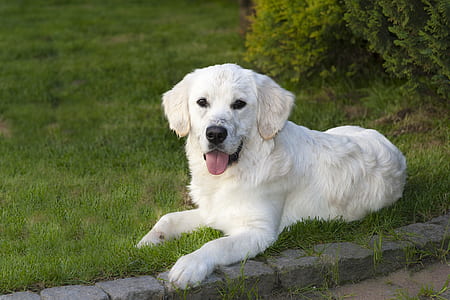 adult short-coated white dog lying on green grass thumbnail