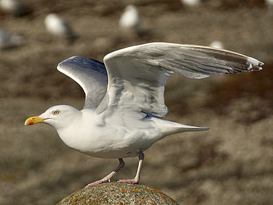 shallow photography of white bird thumbnail