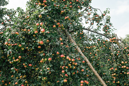 Apple tree thumbnail