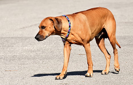 adult tan rhodesian ridgeback thumbnail