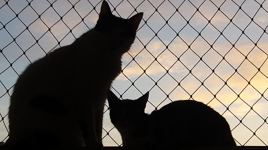 silhouette of two cats thumbnail