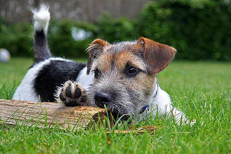 Jack Russell terrier puppy playing on grass field during daytime thumbnail