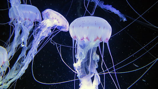 blue and white jellyfish floating on water thumbnail