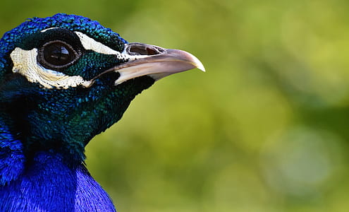 close-up photo of blue and black bird thumbnail