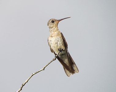 brown bird on brown branch thumbnail