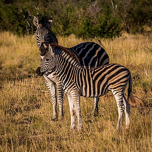 wildlife photography of two white-and-black zebras thumbnail