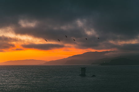 silhouette photography of six flying birds above sea thumbnail