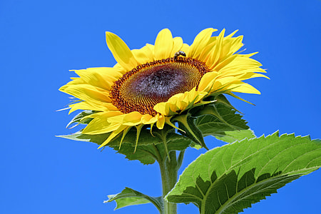 yellow sunflower thumbnail