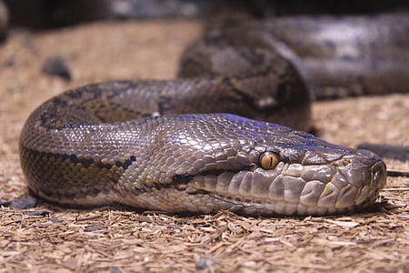 selective focus photography of snake thumbnail