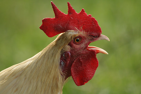 opened mouth of rooster thumbnail