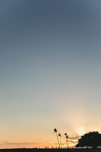 silhouette on palm trees thumbnail