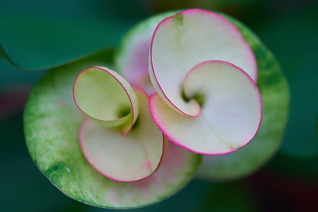 closeup photo of pink and white Euphorbia flower thumbnail