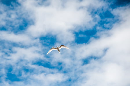 white bird flying under white clouds at daytime thumbnail