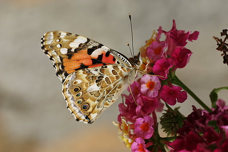 brown and orange butterfly perching on red flowers selective focus photography thumbnail