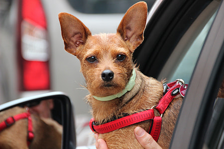 tan Chihuahua inside the vehicle leaning on the road thumbnail