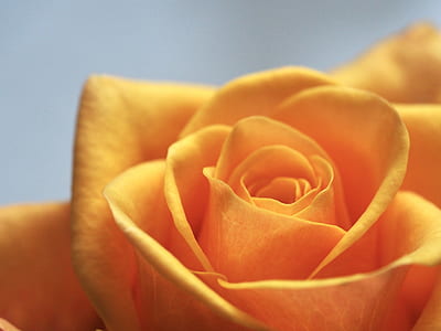 yellow rose in bloom thumbnail