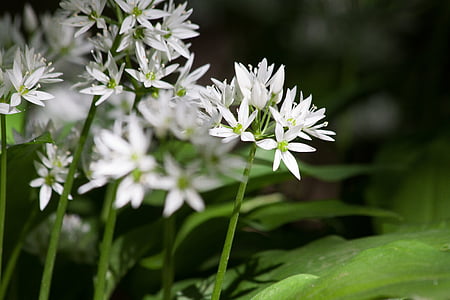 shallow focus photography white flower thumbnail