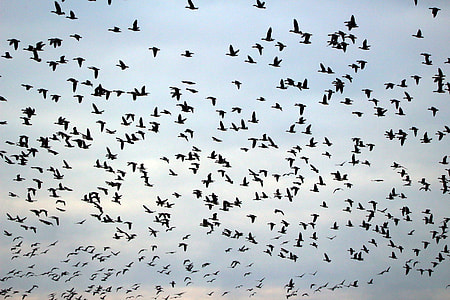 Wild Geese, Flock Of Birds thumbnail