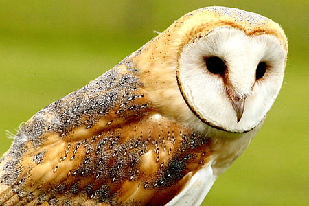 close up photography of barn owl thumbnail