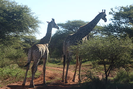 Two Giraffes Standing Near Trees thumbnail