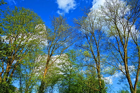 green trees under blue sky thumbnail