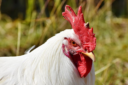 white chicken thumbnail