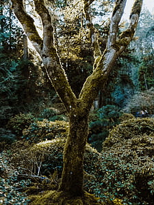 photo of tree with moss during daytime thumbnail