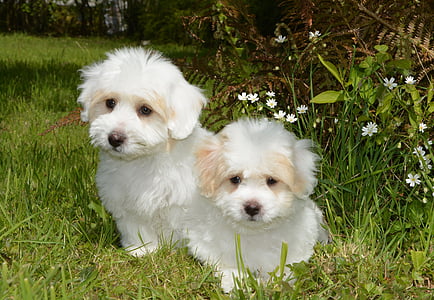 puppies coton tulear, dog, animal, cotton tulear, white, petit thumbnail